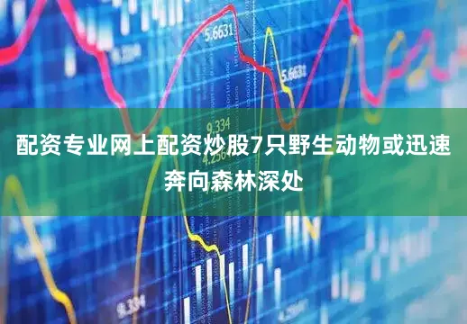 配资专业网上配资炒股7只野生动物或迅速奔向森林深处